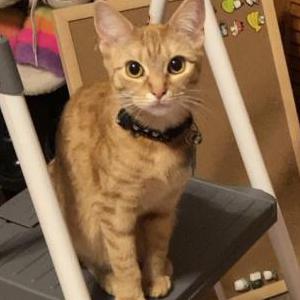 Lost Cat Butterscotch
