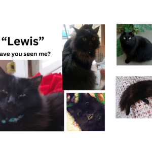 Image of Lewis, Lost Cat