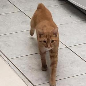 Lost Cat Oliver