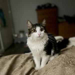 Image of Frankie, Lost Cat