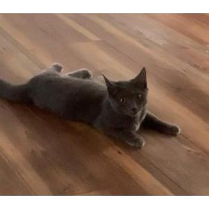 Lost Cat Smokey