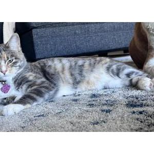 Lost Cat Savanah