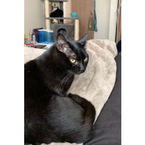 Image of Anubis, Lost Cat