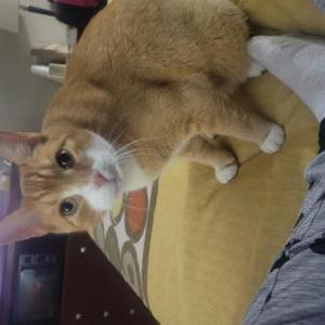 Lost Cat Gato