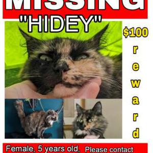 Lost Cat Heidi