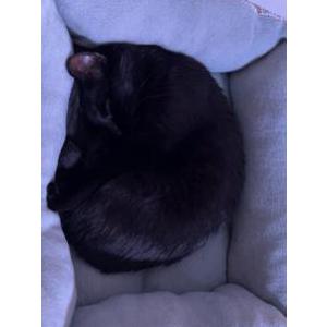 Lost Cat Rue