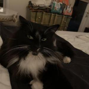 Lost Cat Whiskers
