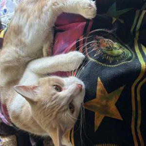 Lost Cat Psilly