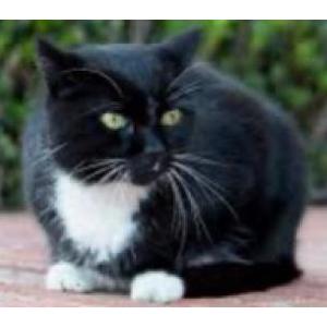 Found Cat Unknown