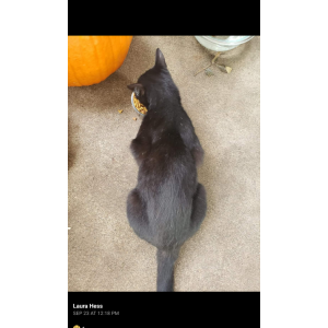 Lost Cat Zombie