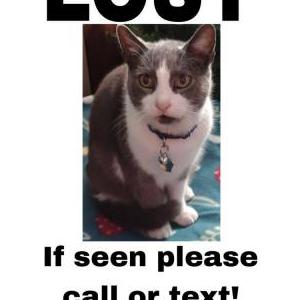 Lost Cat Earl Gray