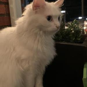 Lost Cat Izzy