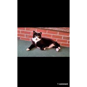 Lost Cat Spunky
