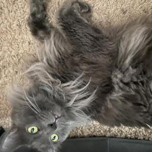 Image of Blu, Lost Cat