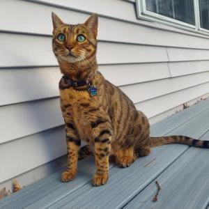 Lost Cat Jade aka Momma