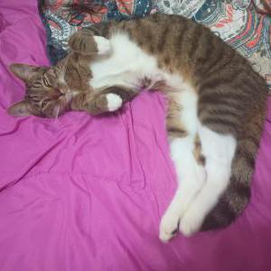 Lost Cat Chippy
