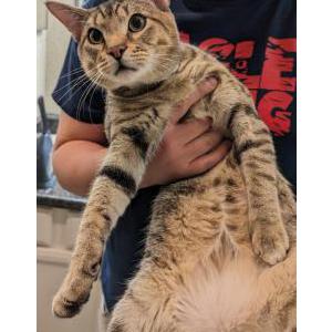 Found Cat Unknown