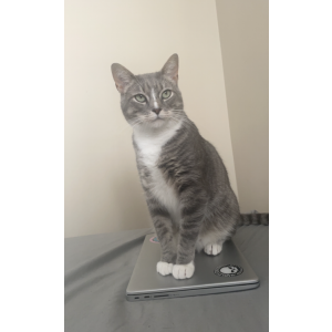Lost Cat Nitrous