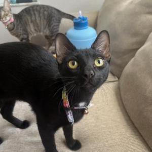 Image of Spicy, Lost Cat