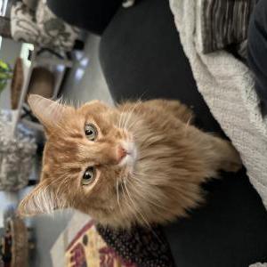 Lost Cat Jinji
