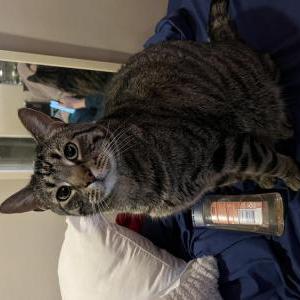 Image of Kit, Lost Cat