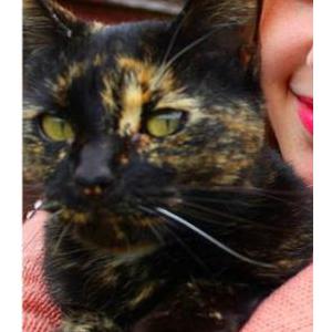 Lost Cat Raven