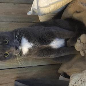 Lost Cat Riff