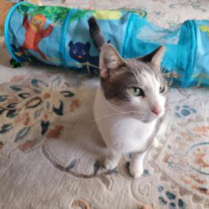 Image of Tomas, Lost Cat