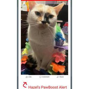 Lost Cat Hazel