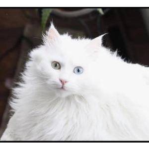 Lost Cat Jacqueline