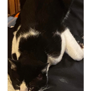 Lost Cat binx