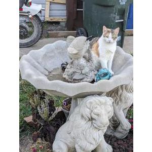 Lost Cat Meow meow/ shelly