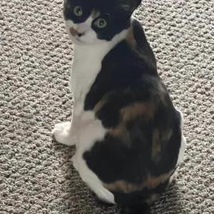 Image of Miss Mamas, Lost Cat