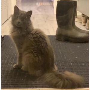 Found Cat Unknown