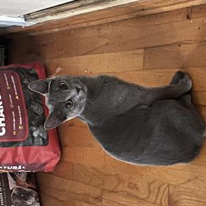 Lost Cat Piston