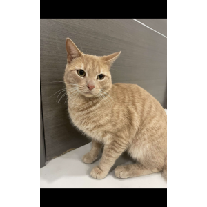 Image of bunny, Lost Cat