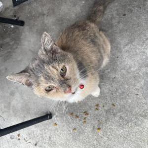 Found Cat Unknown