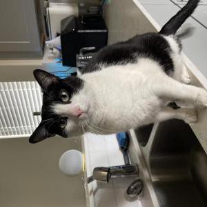 Lost Cat Pudge
