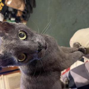 Lost Cat Kiddy