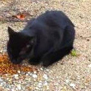 Found Cat Unknown