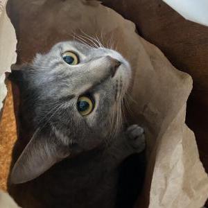 Lost Cat Archer