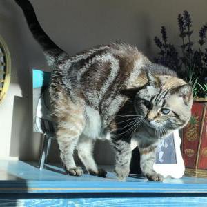 Image of Clementine, Lost Cat