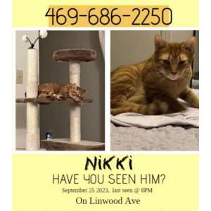 Image of Nikki, Lost Cat