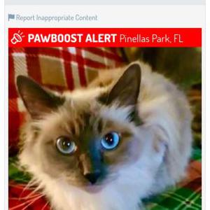 Image of Dutchess, Lost Cat