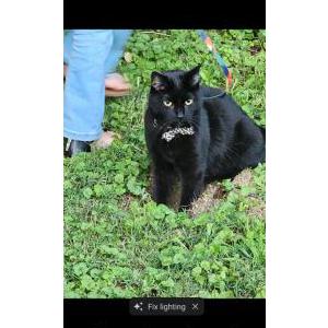 Lost Cat SPIRIT