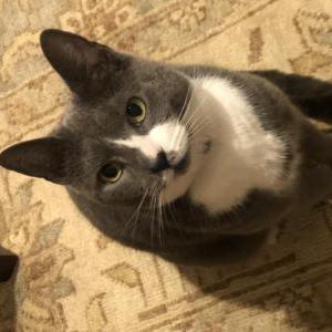 Lost Cat Heidi