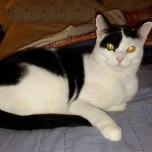 Lost Cat Bianca