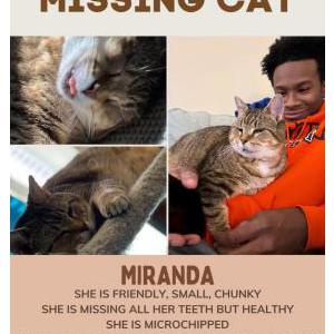 Lost Cat Miranda