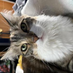 Image of Belle, Lost Cat