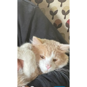 Lost Cat Hank